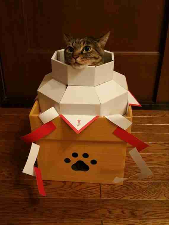 こんなところに猫が!って画像を貼っていくトピ