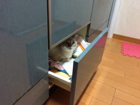 こんなところに猫が!って画像を貼っていくトピ