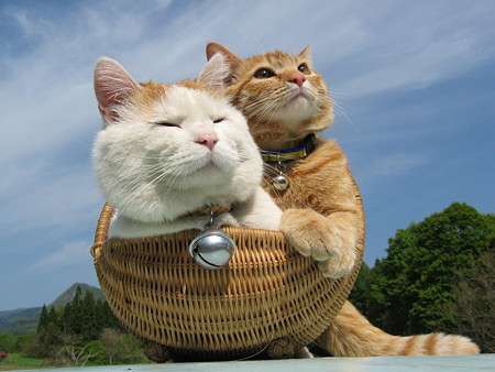 こんなところに猫が!って画像を貼っていくトピ