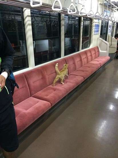 こんなところに猫が!って画像を貼っていくトピ