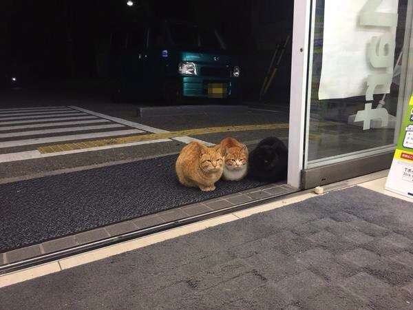 こんなところに猫が!って画像を貼っていくトピ