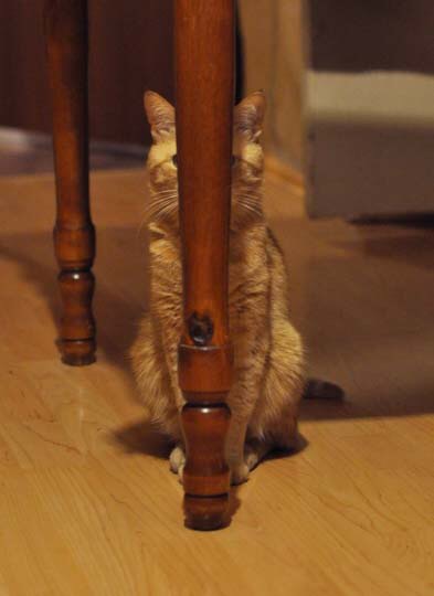 こんなところに猫が!って画像を貼っていくトピ