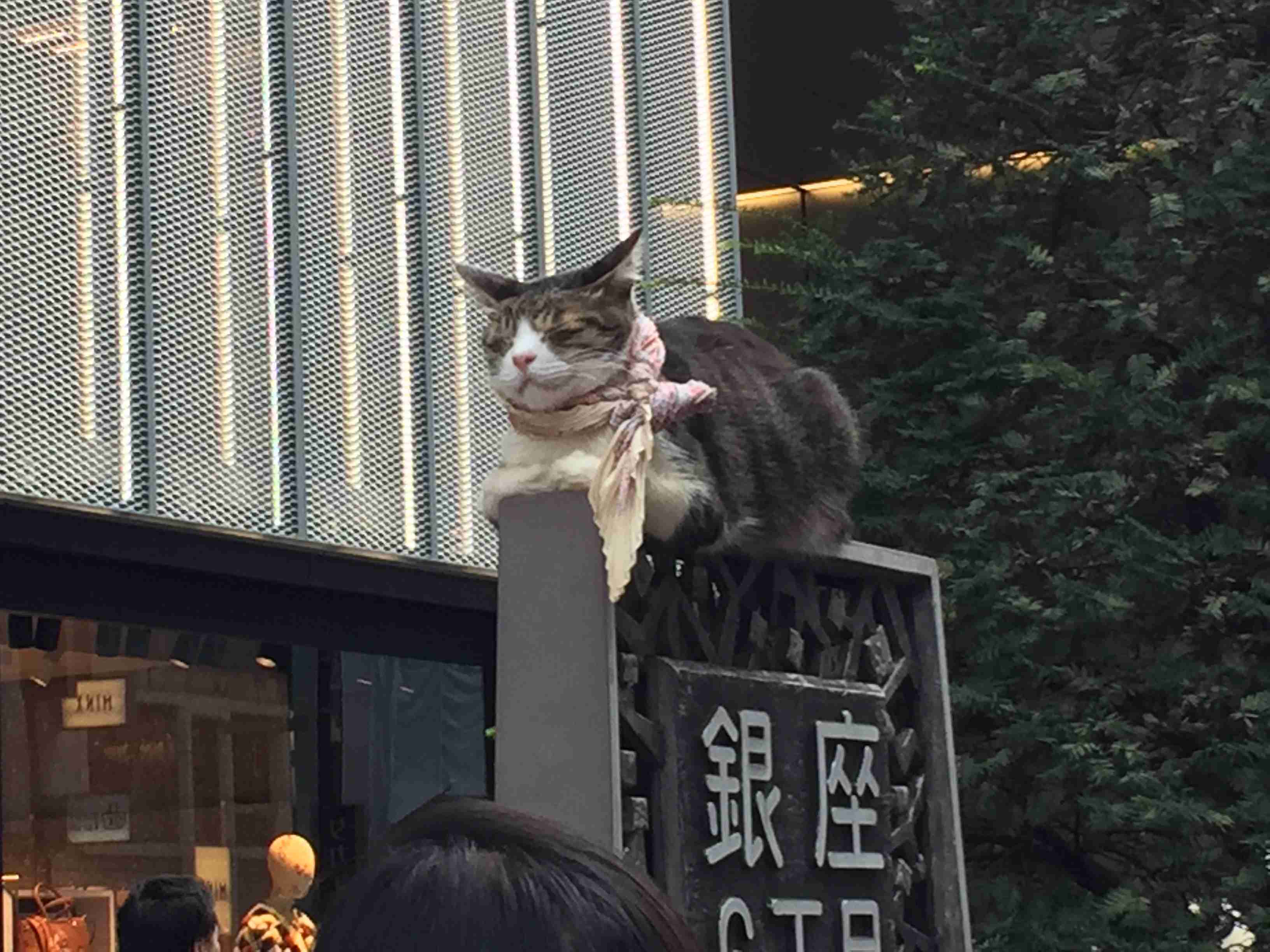 こんなところに猫が!って画像を貼っていくトピ