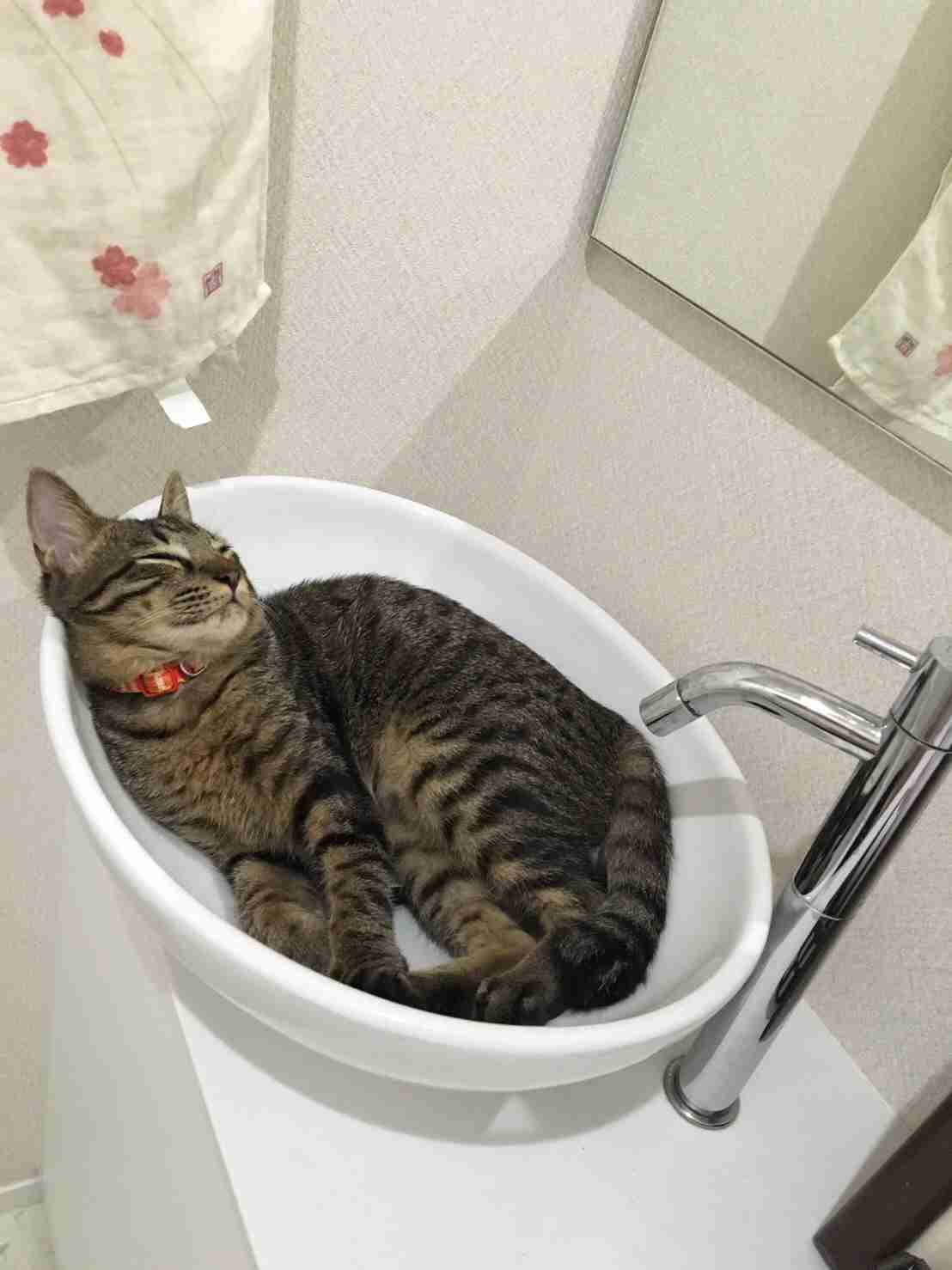 こんなところに猫が!って画像を貼っていくトピ