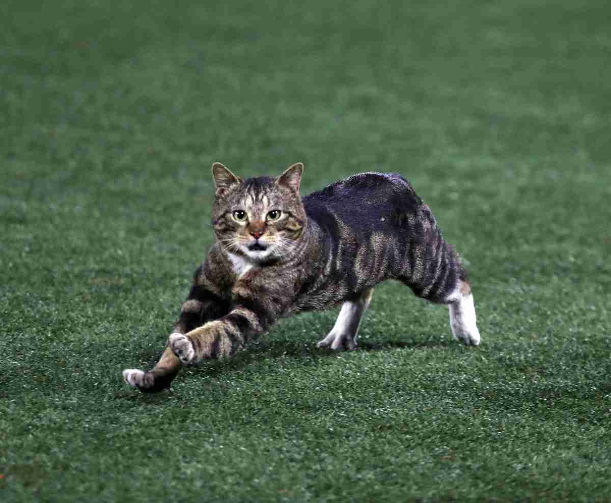 こんなところに猫が!って画像を貼っていくトピ