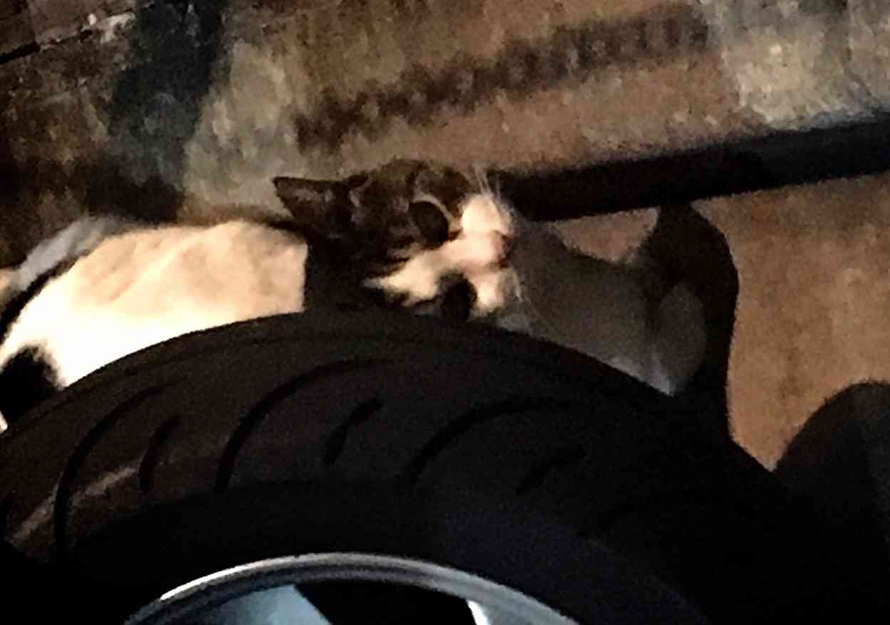 こんなところに猫が!って画像を貼っていくトピ