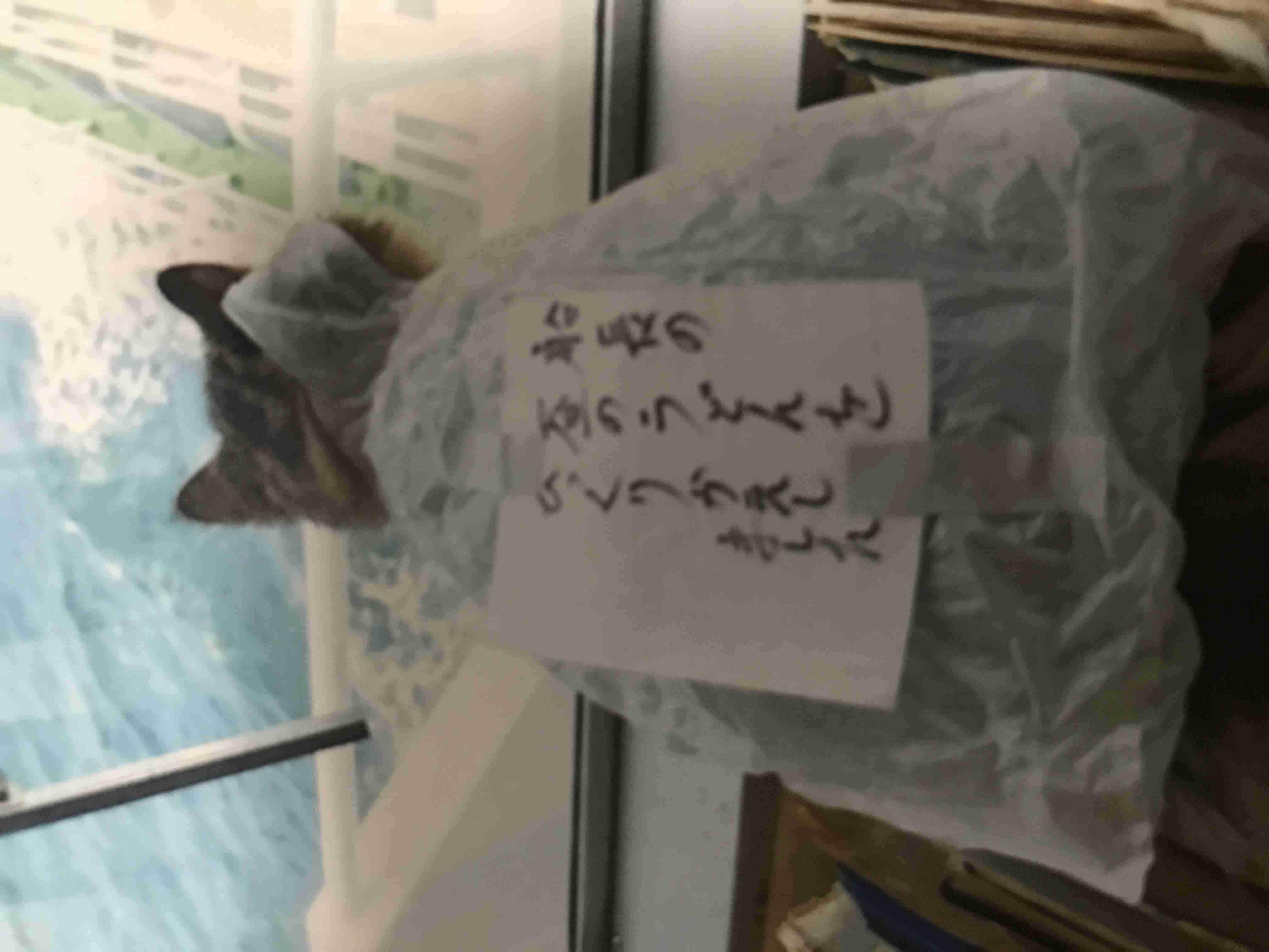 こんなところに猫が!って画像を貼っていくトピ