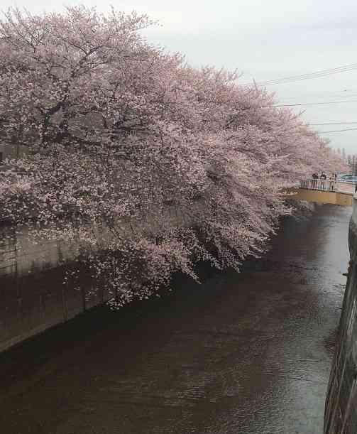 東京の画像を貼るトピ