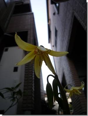 日当たりが良くない物件