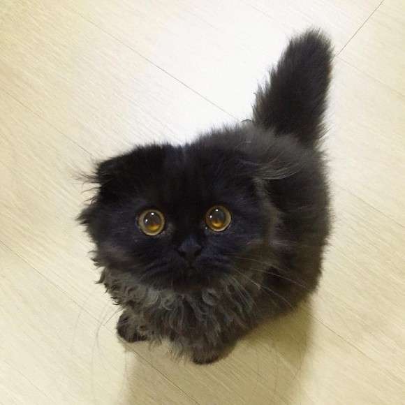 【ネタトピ】徳井義実を怒らせる方法