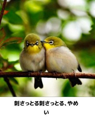 動物同士が会話してるように見える画像