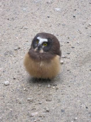 動物同士が会話してるように見える画像