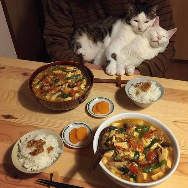 動物同士が会話してるように見える画像