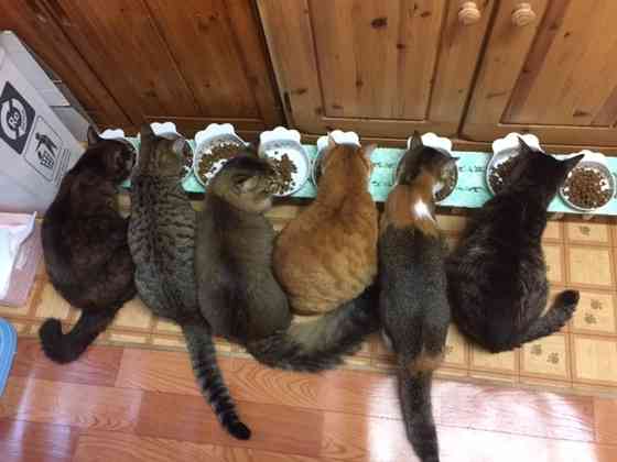 動物同士が会話してるように見える画像