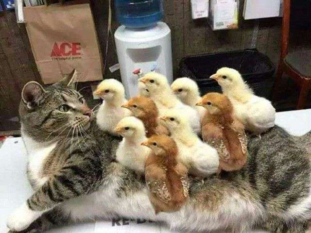 動物同士が会話してるように見える画像