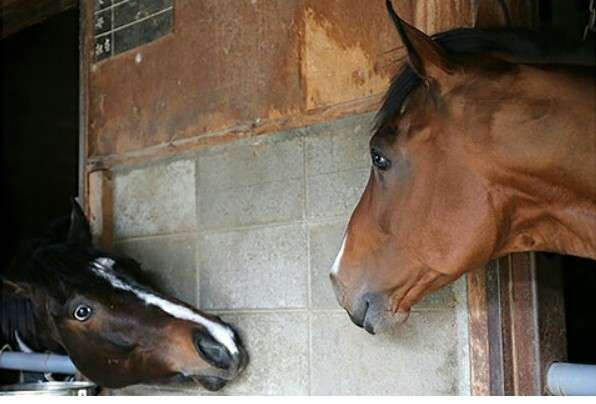 動物同士が会話してるように見える画像
