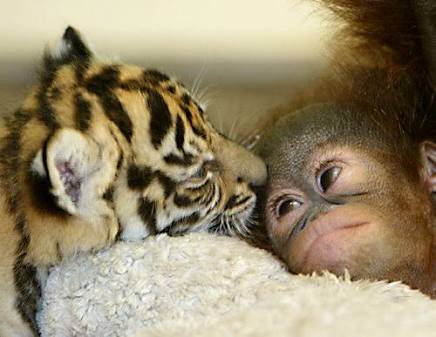 動物同士が会話してるように見える画像