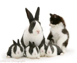 動物同士が会話してるように見える画像