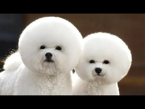 動物同士が会話してるように見える画像