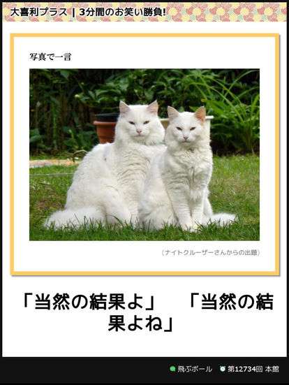 動物同士が会話してるように見える画像