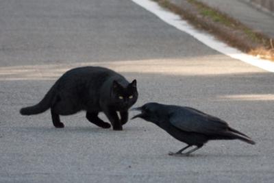 動物同士が会話してるように見える画像