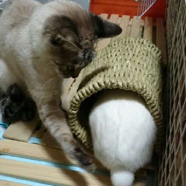 動物同士が会話してるように見える画像