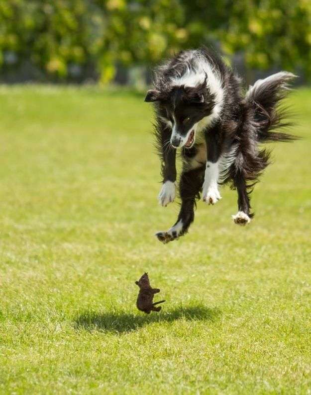 動物同士が会話してるように見える画像