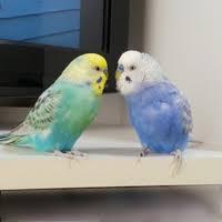 動物同士が会話してるように見える画像