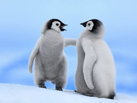 動物同士が会話してるように見える画像