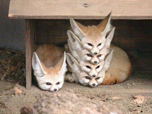 動物同士が会話してるように見える画像