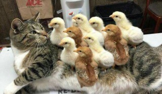 動物同士が会話してるように見える画像