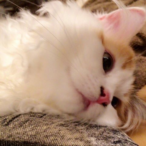 気怠げな雰囲気の画像