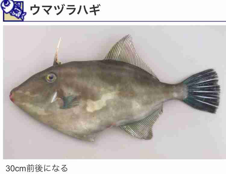 出雲大社で星条旗、ひめゆりの塔で「気持ちよくない」……“常識外れ”ざわちんの危険度