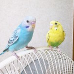 インコが大好き♡