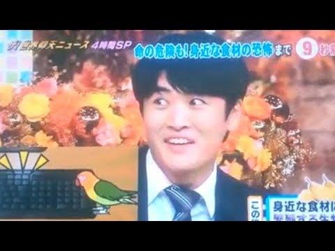 インコが大好き♡