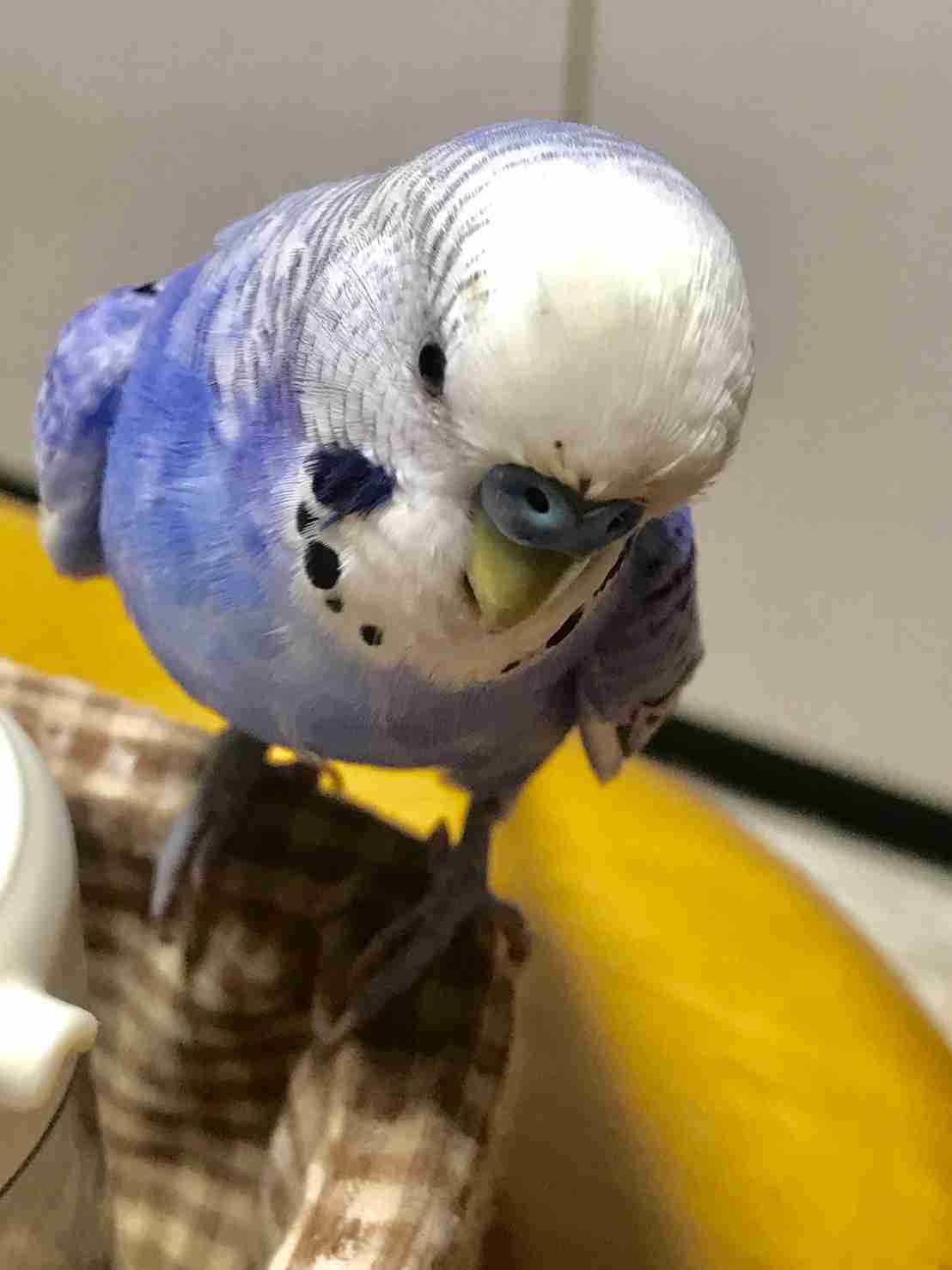 インコが大好き♡