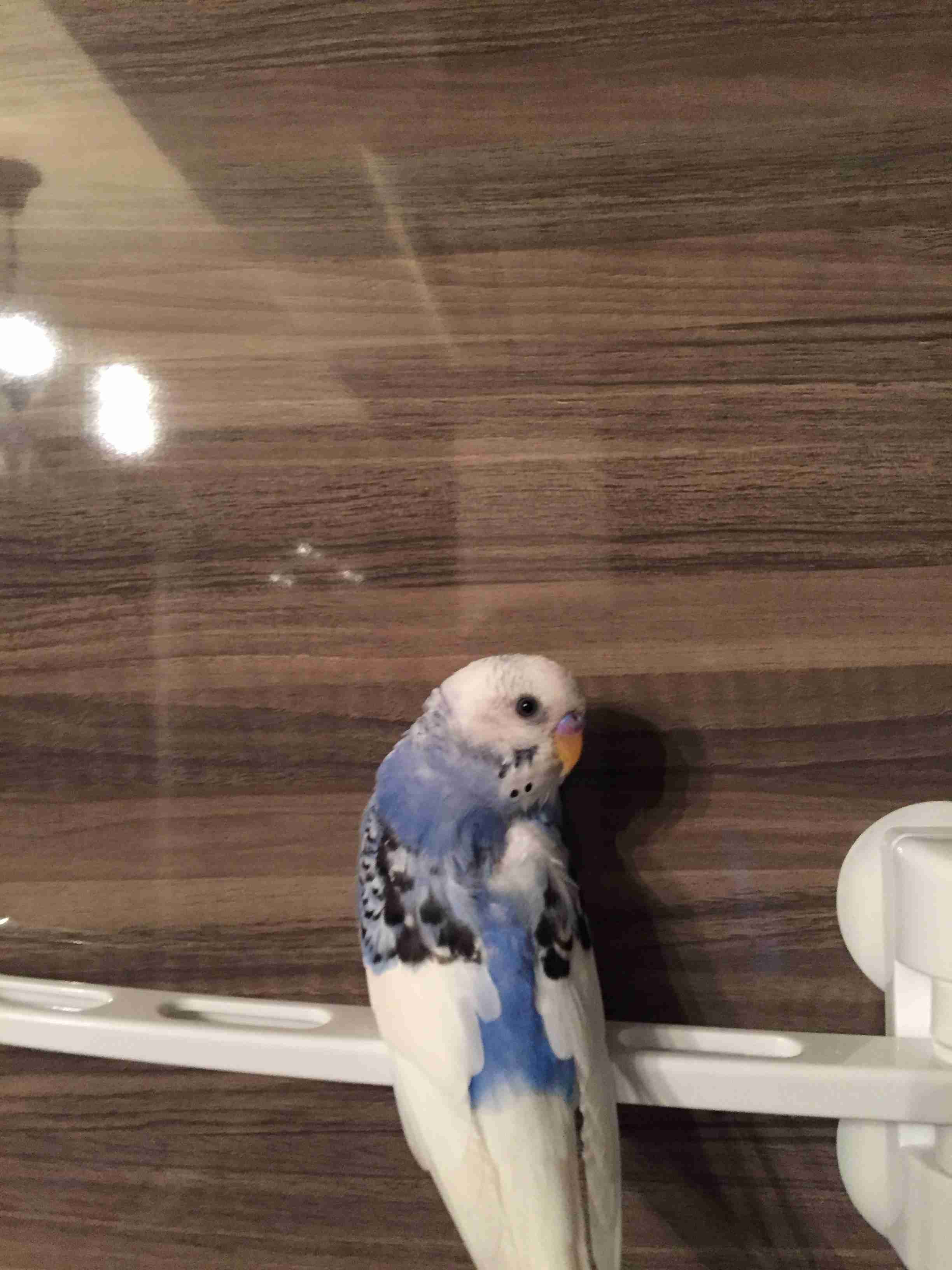 インコが大好き♡