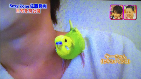 インコが大好き♡