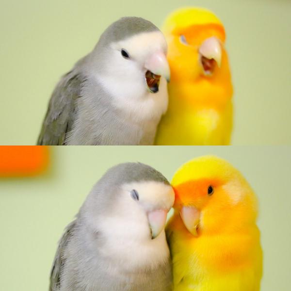 インコが大好き♡