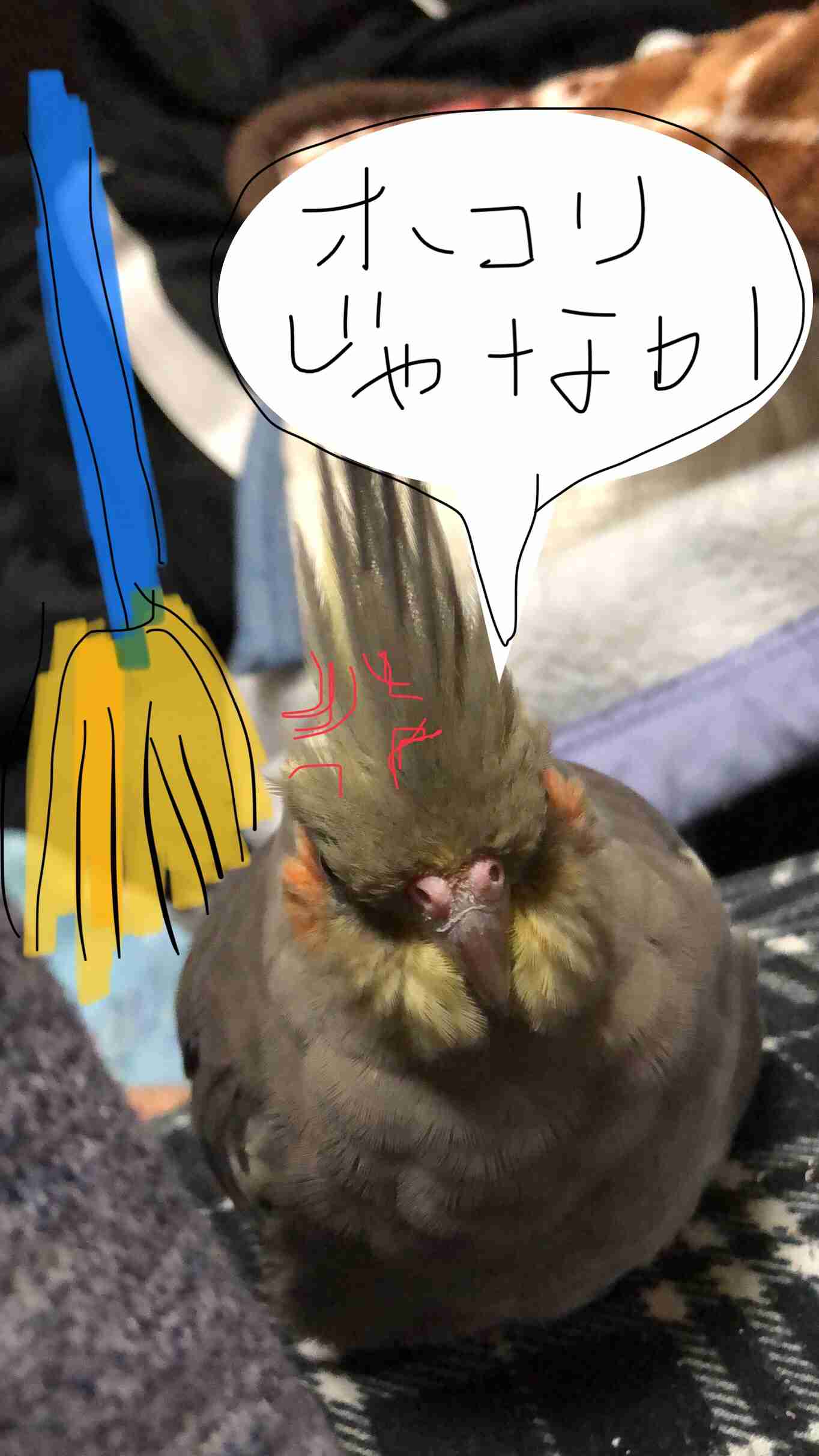 インコが大好き♡