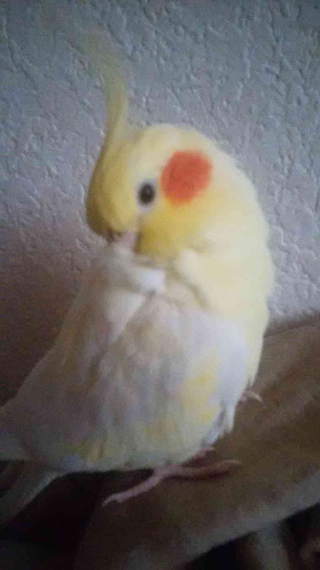 インコが大好き♡