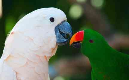 インコが大好き♡