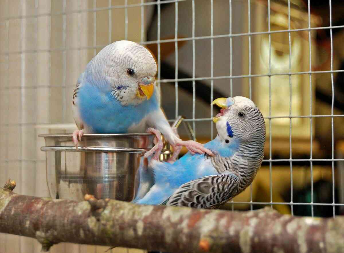 インコが大好き♡