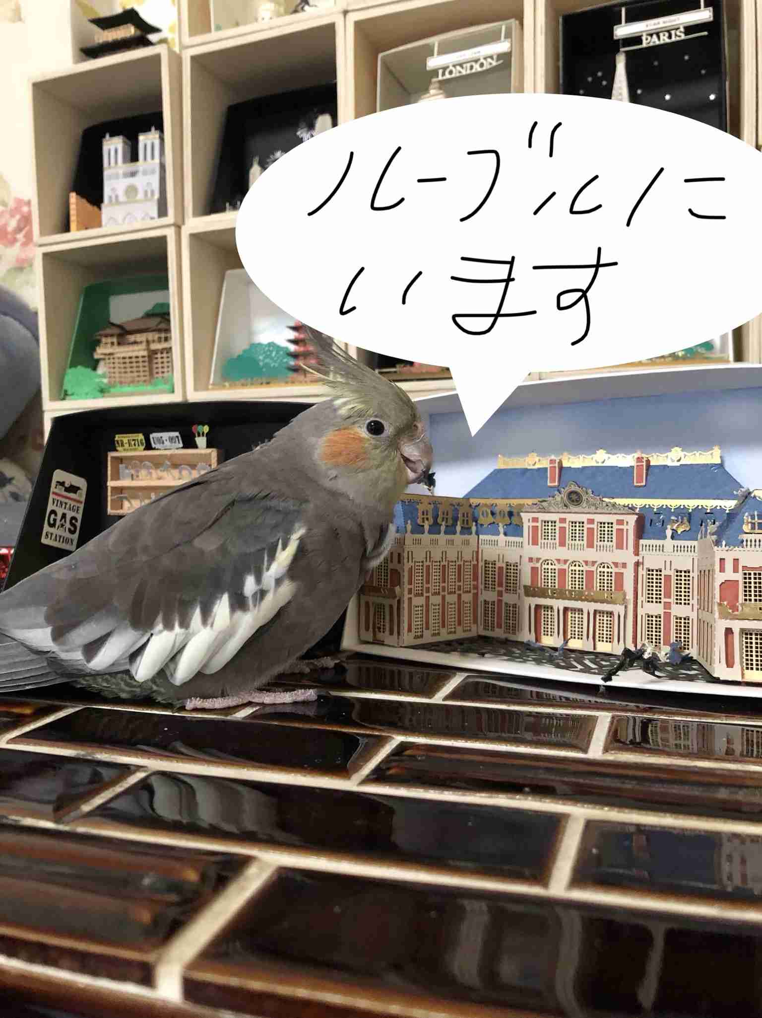 インコが大好き♡