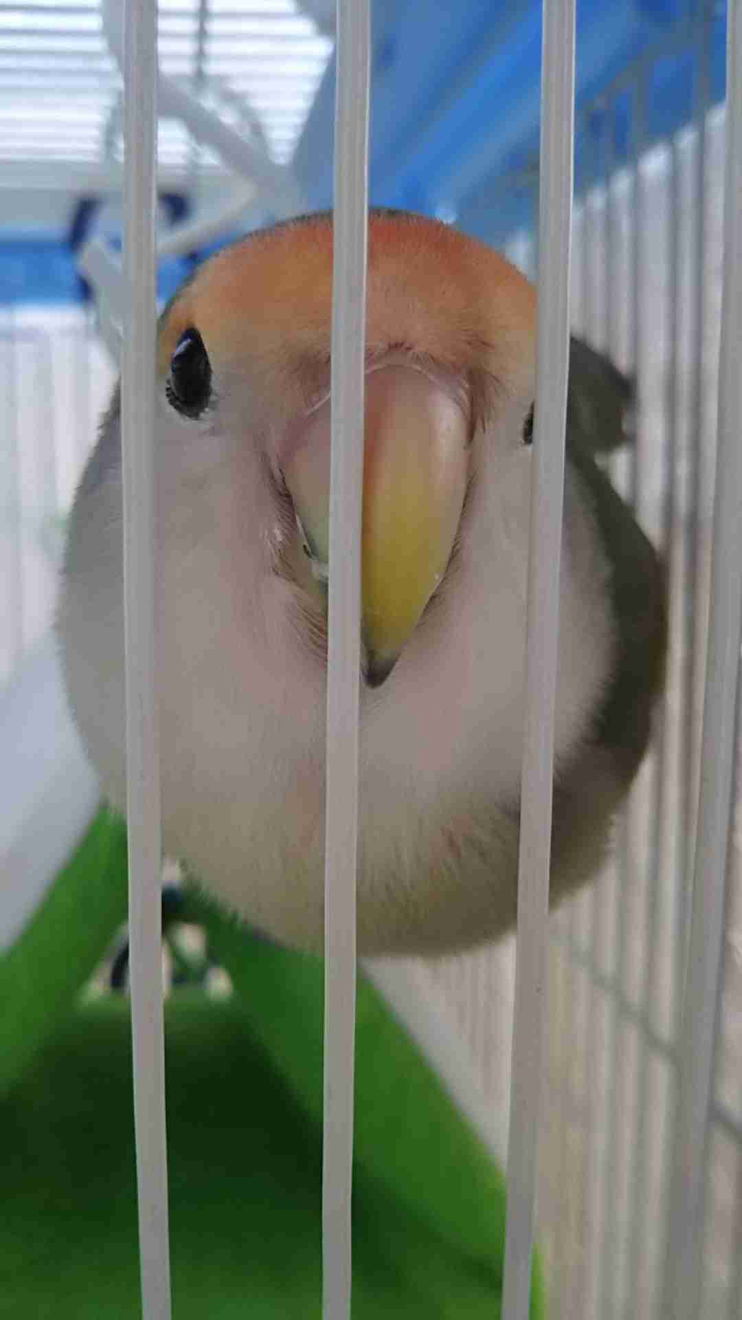 インコが大好き♡