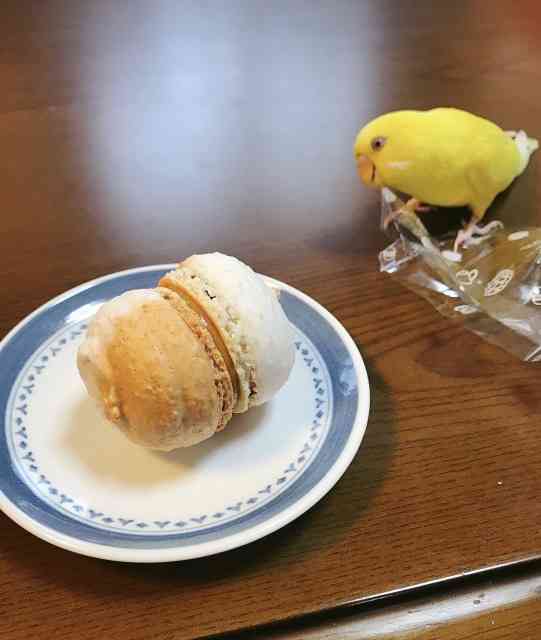 インコが大好き♡