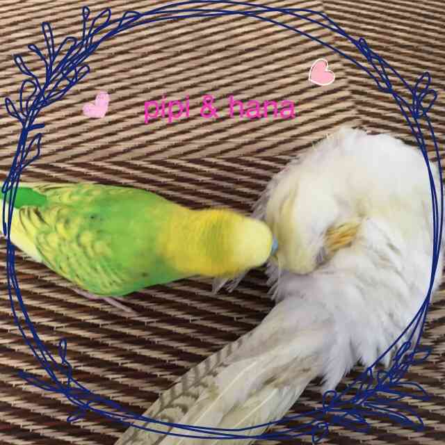 インコが大好き♡
