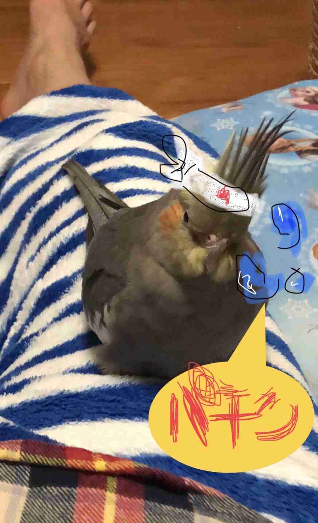 インコが大好き♡