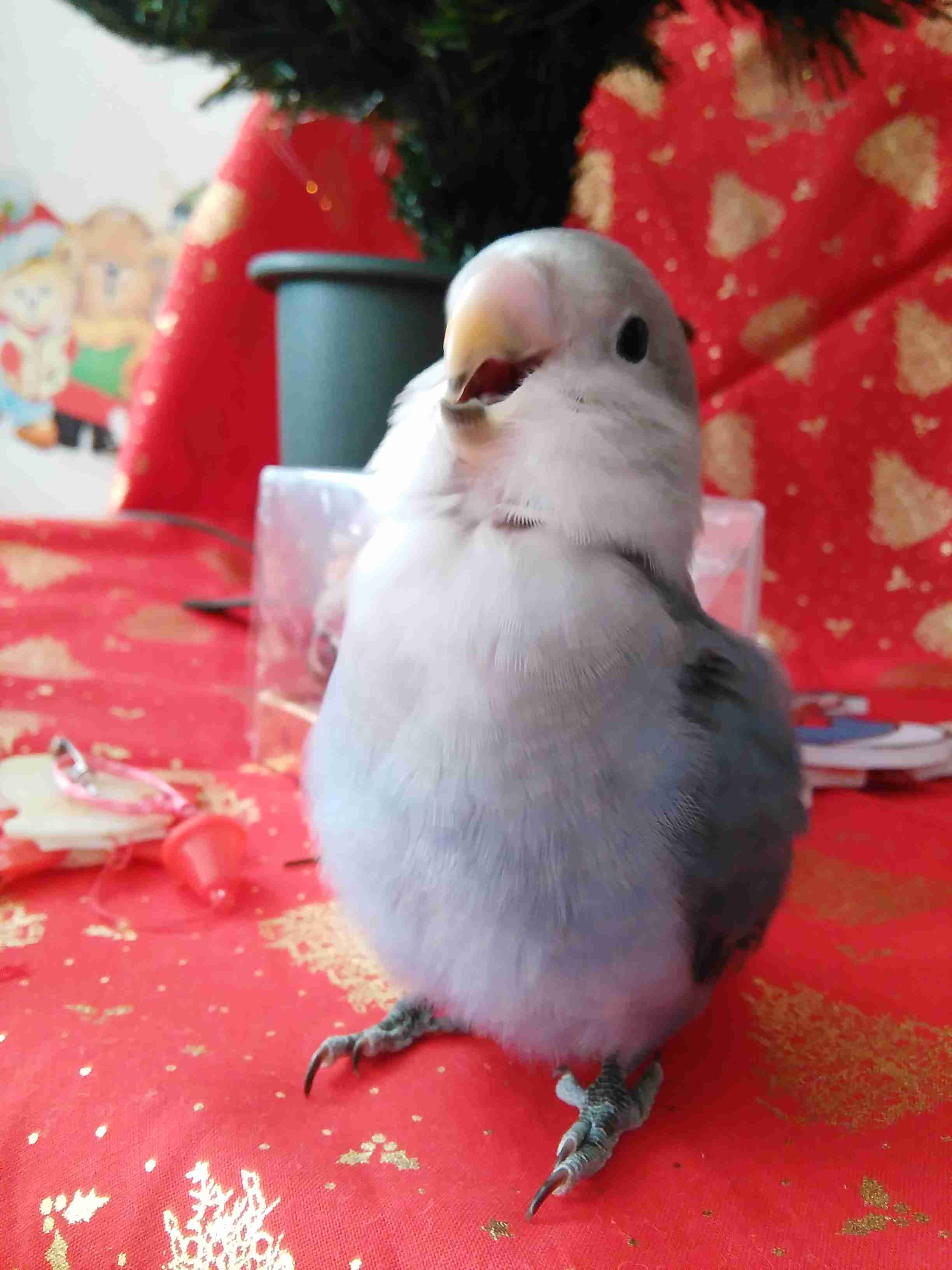 インコが大好き♡