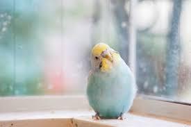 インコが大好き♡